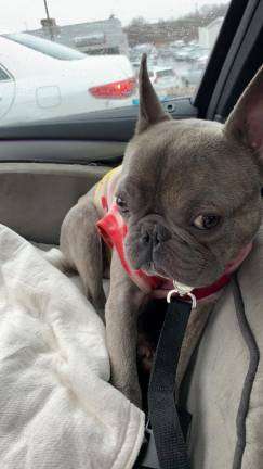 Camo, the French bulldog seized for alleged neglect, had his own car seat.