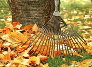 Town leaf cleanup begins Nov. 4