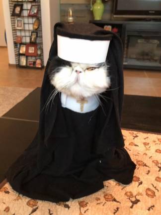 Holy cat. (Photo submitted by Sonya Petrie)