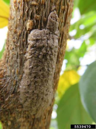 A spotted lantern fly egg mass on a tree.