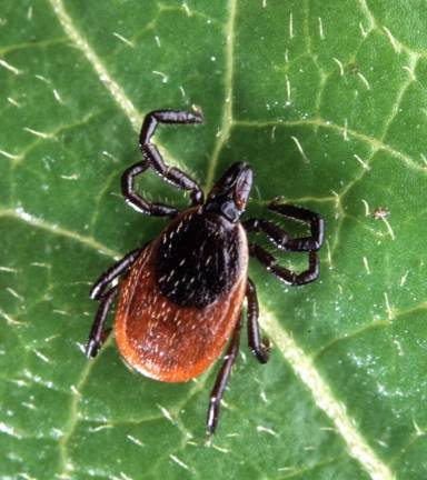 An adult deer tick, also known as a black-legged tick.