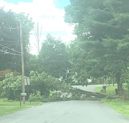 Trees down in the Wickham Village area of Warwick.