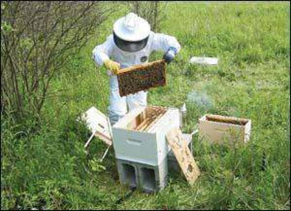 Bzzzz ... learn about bee keeping