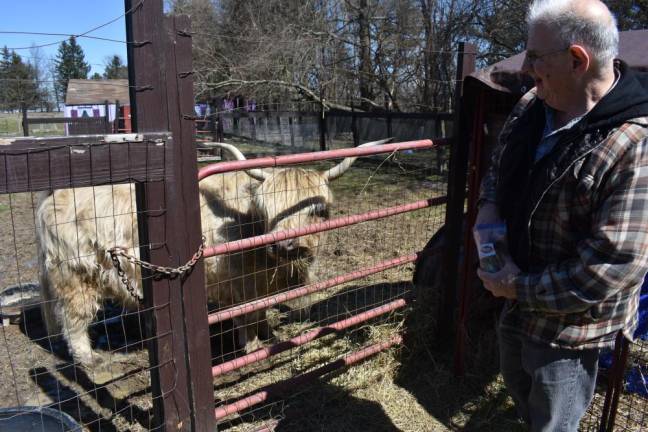 A volunteer feeds Blondie the Highland cow at Noah’s Park on a recent Sunday. Blondie was nearly seized in 2022 along with 45 other animals for alleged neglect, when the sanctuary owners’ lawyer showed up and intervened.