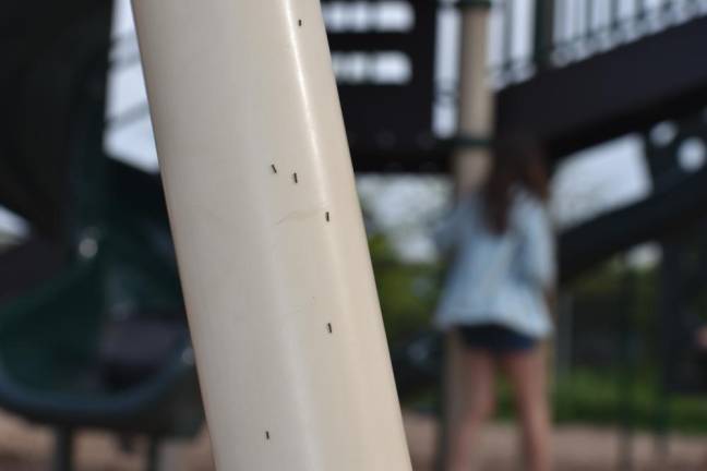 Spongy moths caterpillars were everywhere, including on the playground equipment at Delaware Valley Elementary School in Matamoras, Pa.