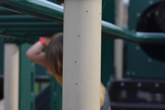 Spongy moths caterpillars were everywhere, including on the playground equipment at Delaware Valley Elementary School in Matamoras, Pa.