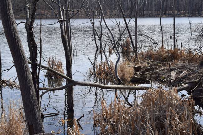 Photo by Erika Norton The Town of Monroe enlisted a state licensed trapper to manage beaver overpopulation and tree damage at Mombasha Park.