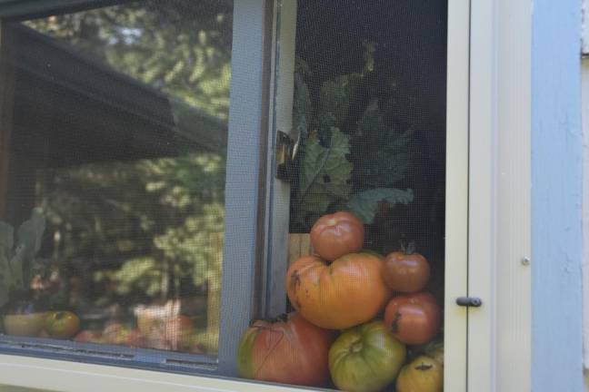 The kitchen window, where garden tomatoes are stacked three-deep.