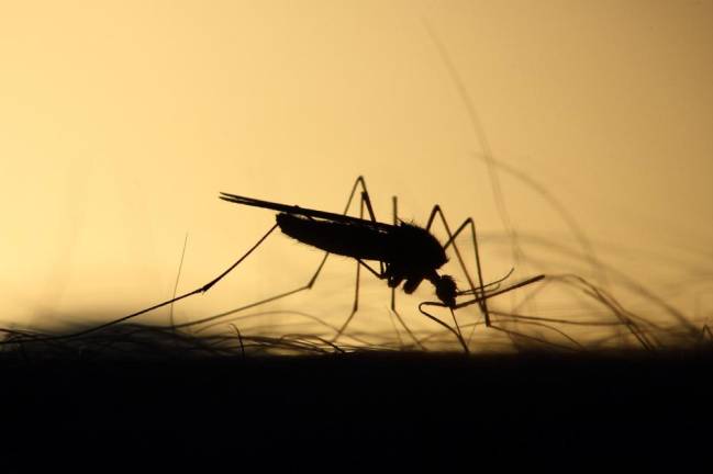 Mosquitoes carrying West Nile virus found in Orange County