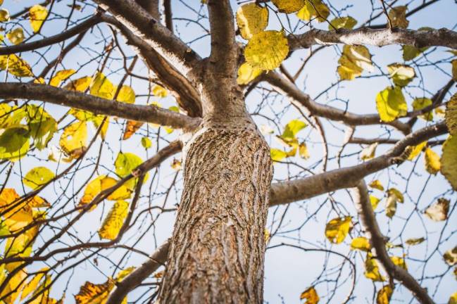 Tree preservation amendments to be finalized in new year